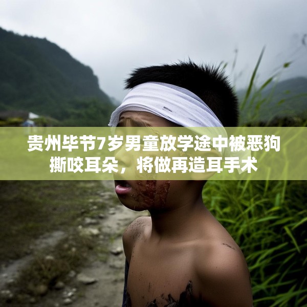 贵州毕节7岁男童放学途中被恶狗撕咬耳朵，将做再造耳手术